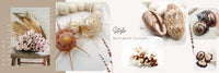shop autumn seashell collection